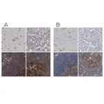 Merck Anti-CDV3 antibody produced in rabbit