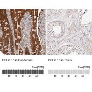 Merck Anti-BCL2L15 antibody produced in rabbit