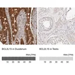 Merck Anti-BCL2L15 antibody produced in rabbit