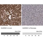 Merck Anti-ALDH5A1 antibody produced in rabbit