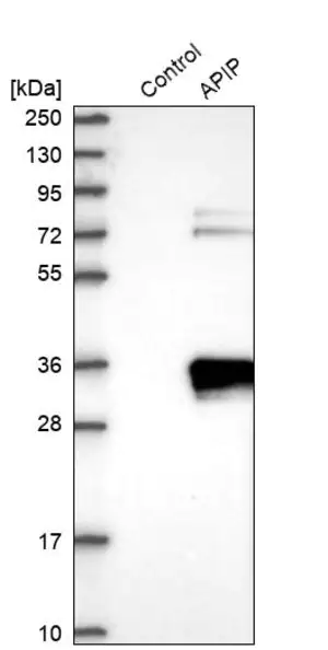 Merck Anti-APIP antibody produced in rabbit