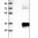 Merck Anti-APIP antibody produced in rabbit