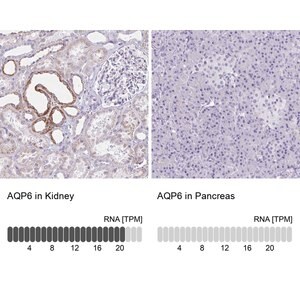 Merck Anti-AQP6 antibody produced in rabbit