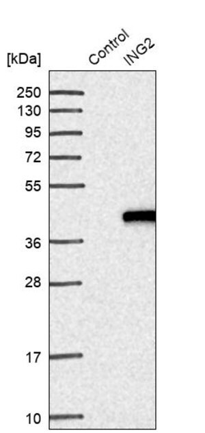 Merck Anti-ING2 antibody produced in rabbit