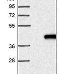 Merck Anti-ING2 antibody produced in rabbit