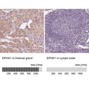 Merck Anti-EPHX1 antibody produced in rabbit