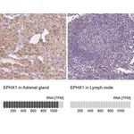 Merck Anti-EPHX1 antibody produced in rabbit