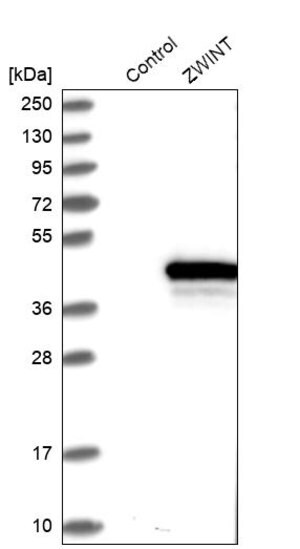 Merck Anti-ZWINT antibody produced in rabbit