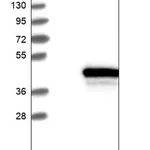 Merck Anti-ZWINT antibody produced in rabbit