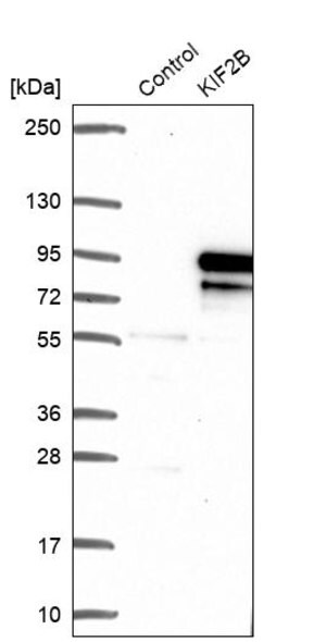Merck Anti-KIF2B antibody produced in rabbit