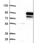 Merck Anti-KIF2B antibody produced in rabbit