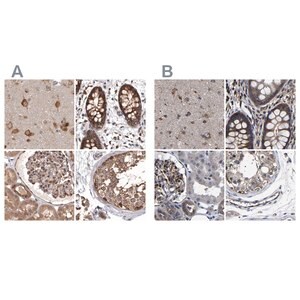 Merck Anti-DARS antibody produced in rabbit