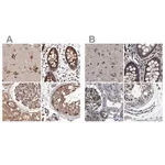 Merck Anti-DARS antibody produced in rabbit