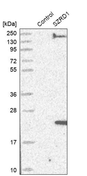 Merck Anti-SZRD1 antibody produced in rabbit