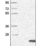 Merck Anti-SZRD1 antibody produced in rabbit