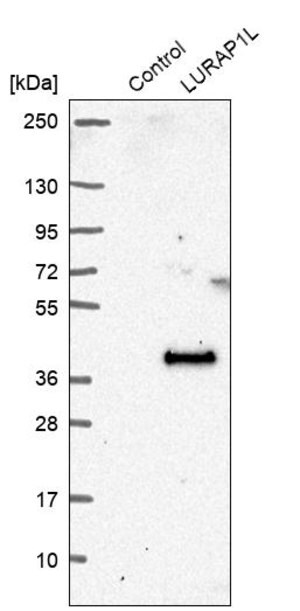 Merck Anti-LURAP1L antibody produced in rabbit