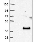 Merck Anti-LURAP1L antibody produced in rabbit