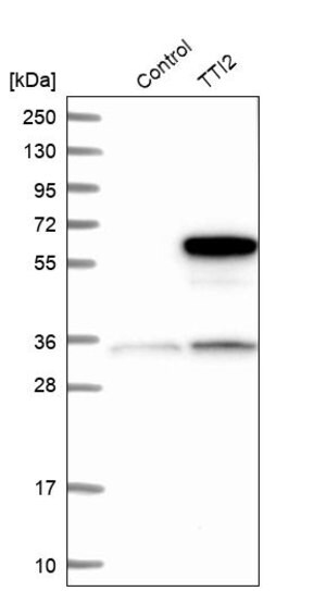 Merck Anti-TTI2 antibody produced in rabbit