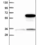 Merck Anti-TTI2 antibody produced in rabbit