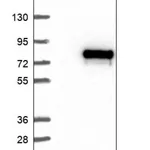 Merck Anti-ATXN7L2 antibody produced in rabbit