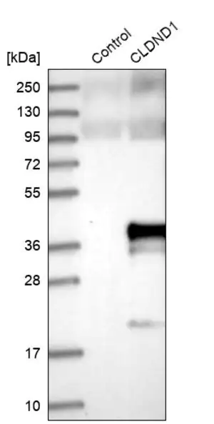 Merck Anti-CLDND1 antibody produced in rabbit