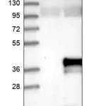 Merck Anti-CLDND1 antibody produced in rabbit