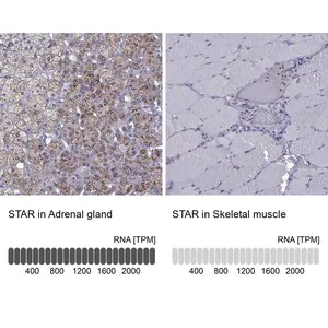 Merck Anti-STAR antibody produced in rabbit