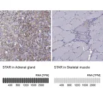 Merck Anti-STAR antibody produced in rabbit