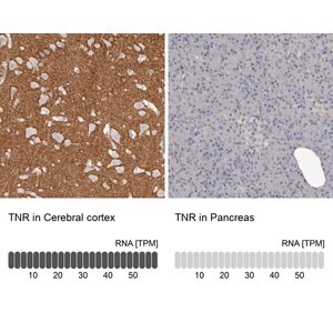 Merck Anti-TNR antibody produced in rabbit
