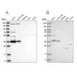 Merck Anti-C1orf131 antibody produced in rabbit