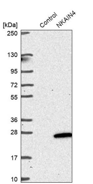 Merck Anti-NKAIN4 antibody produced in rabbit
