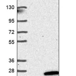 Merck Anti-NKAIN4 antibody produced in rabbit