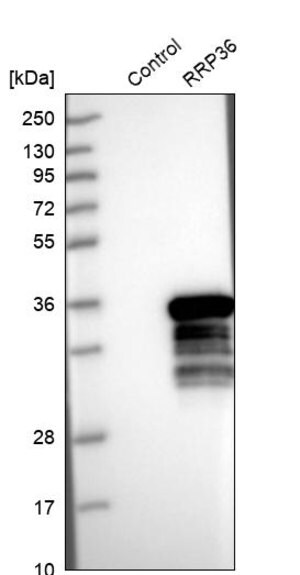 Merck Anti-RRP36 antibody produced in rabbit