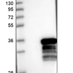 Merck Anti-RRP36 antibody produced in rabbit