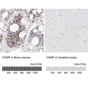 Merck Anti-CAMP antibody produced in rabbit