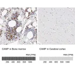 Merck Anti-CAMP antibody produced in rabbit