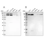 Merck Anti-XPO5 antibody produced in rabbit