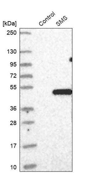 Merck Anti-SMS antibody produced in rabbit