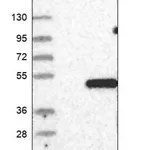 Merck Anti-SMS antibody produced in rabbit
