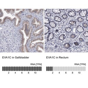 Merck Anti-EVA1C antibody produced in rabbit