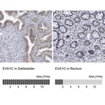 Merck Anti-EVA1C antibody produced in rabbit