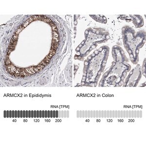 Merck Anti-ARMCX2 antibody produced in rabbit