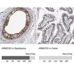 Merck Anti-ARMCX2 antibody produced in rabbit
