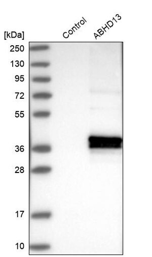 Merck Anti-ABHD13 antibody produced in rabbit