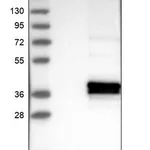 Merck Anti-ABHD13 antibody produced in rabbit