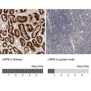Merck Anti-LRP6 antibody produced in rabbit