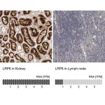 Merck Anti-LRP6 antibody produced in rabbit