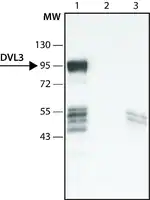 Merck Anti-DVL3 (C-terminal region) antibody produced in rabbit