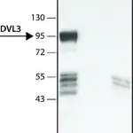 Merck Anti-DVL3 (C-terminal region) antibody produced in rabbit