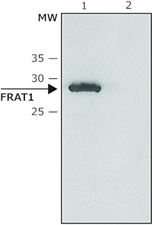 Merck Anti-FRAT1 antibody produced in rabbit